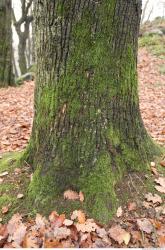 Photo Textures of Tree Bark